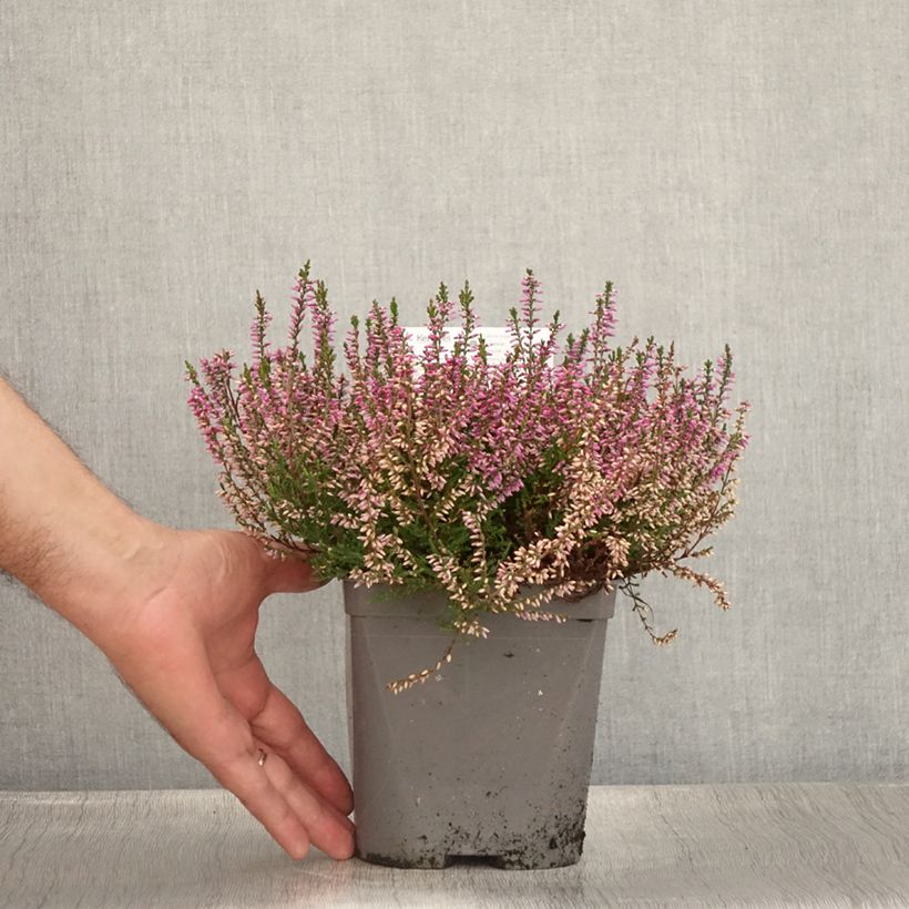 Calluna vulgaris Marleen - Heather 2L/3L pot sample as delivered in summer