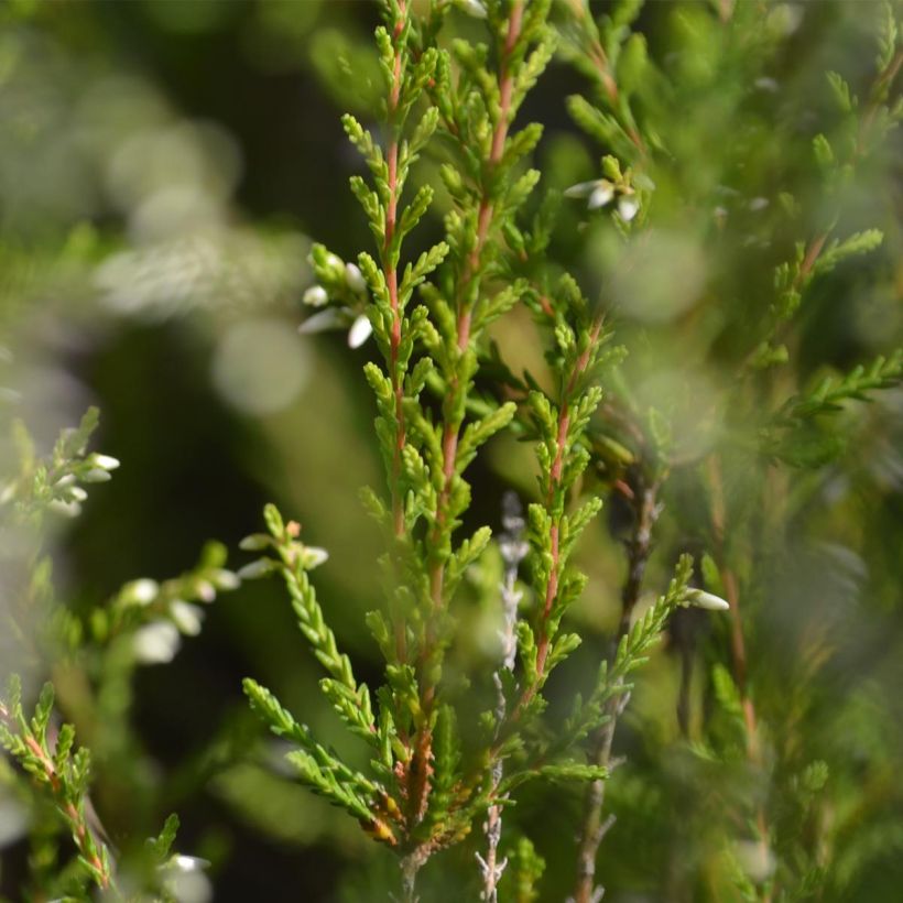 Calluna vulgaris Marlies - Heather (Foliage)