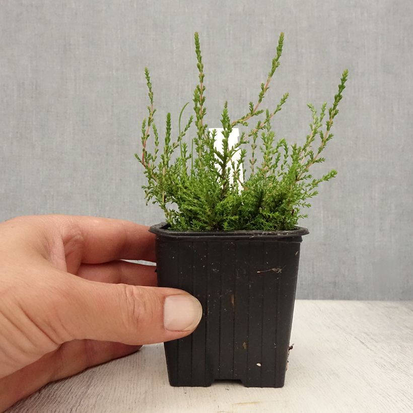 Calluna vulgaris Marlies - Heather 8/9 cm pot sample as delivered in summer