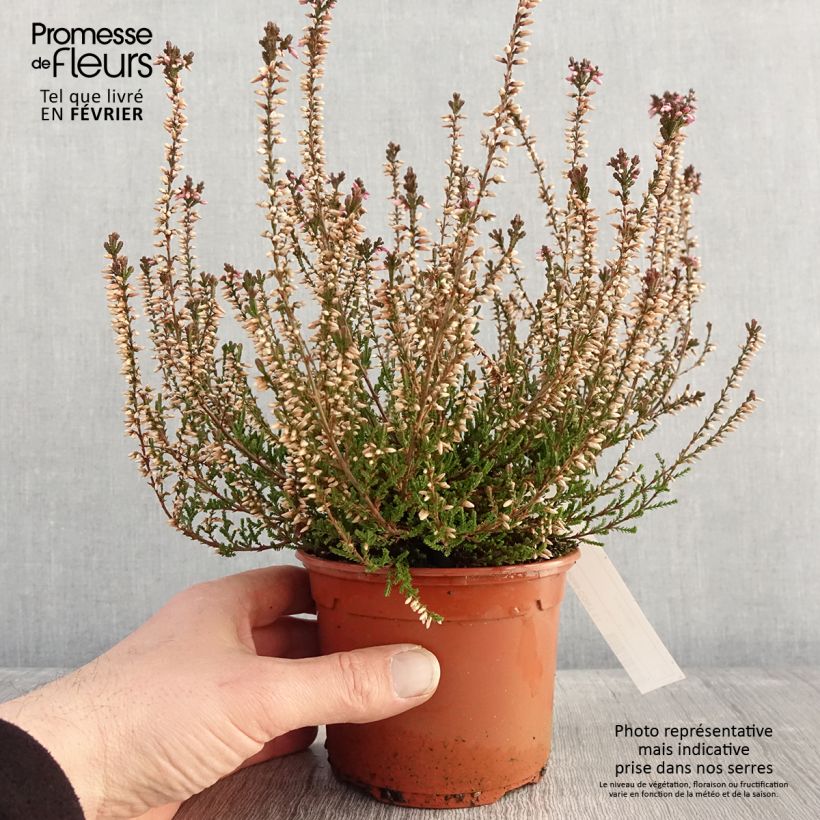 Calluna vulgaris Marlies - Heather 1L/1.5L pot sample as delivered in winter