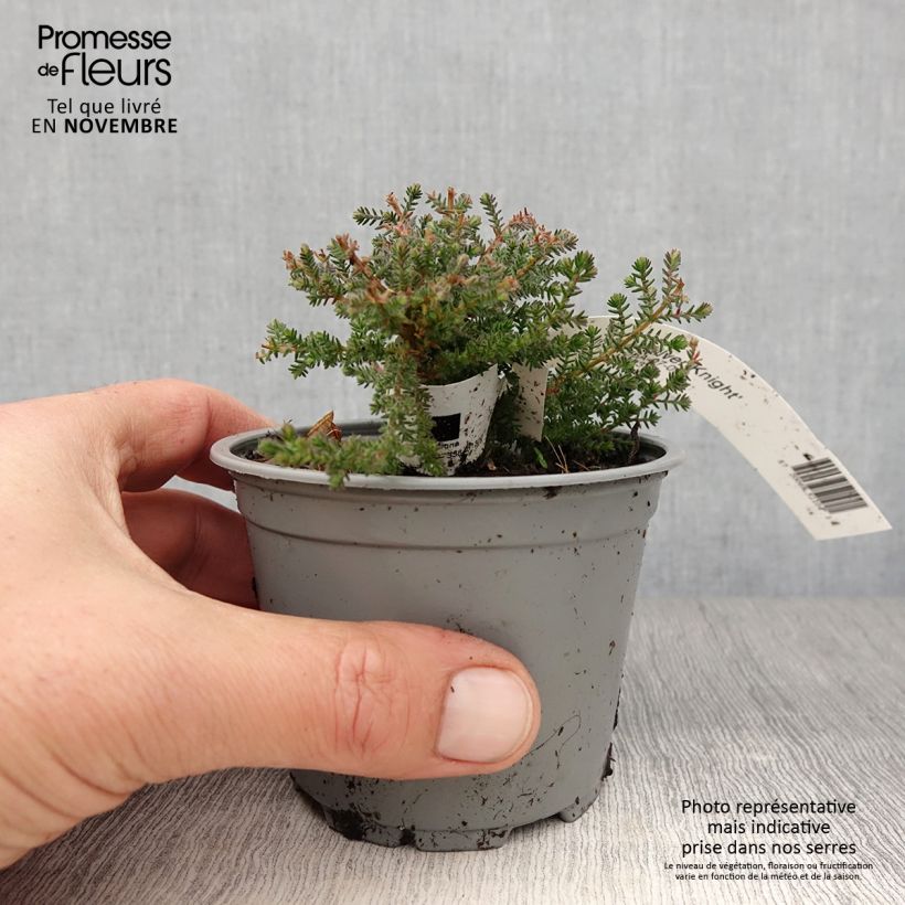 Calluna vulgaris Silver Knight - Heather 8/9 cm pot sample as delivered in autumn