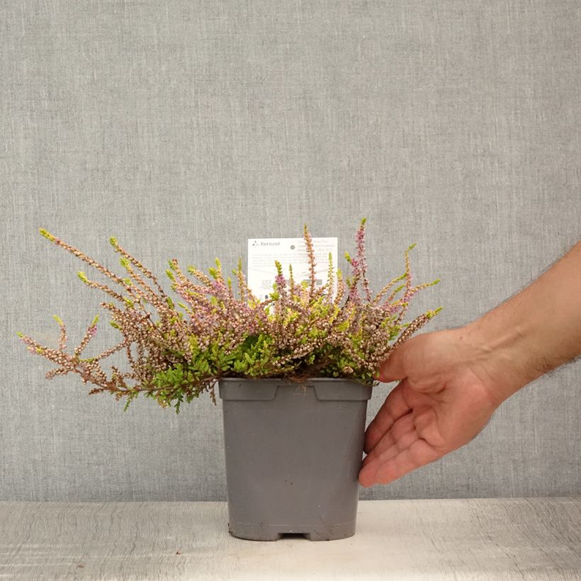 Calluna vulgaris Wickwar Flame - Heather 2L/3L potShipped height around 10/15cm sample as delivered in summer