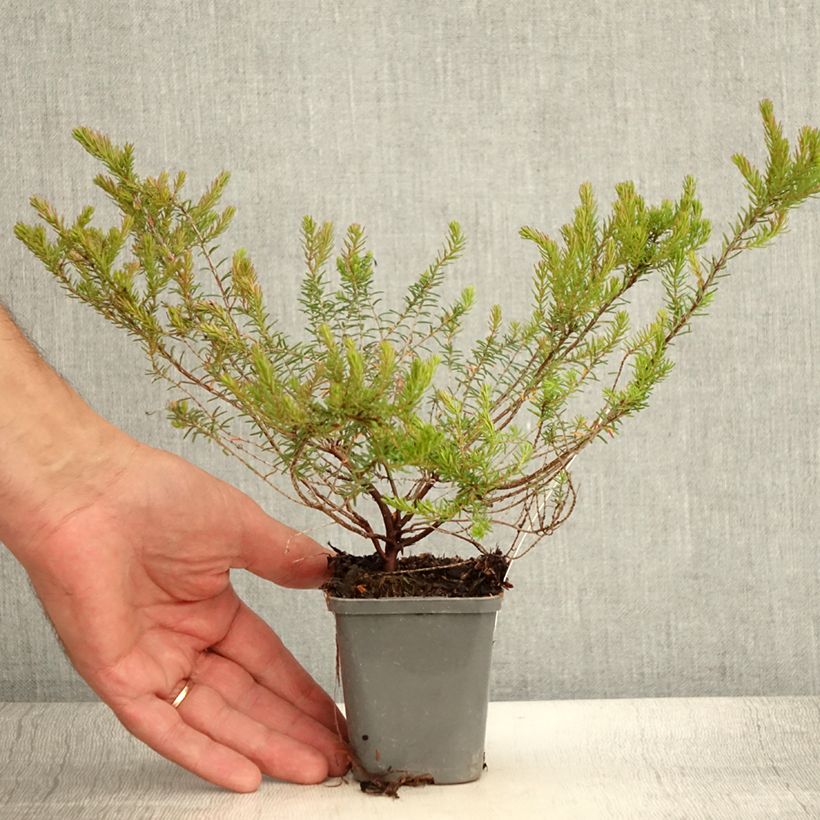 Erica darleyensis Ghost Hills - Winter Heath 8/9 cm pot sample as delivered in summer