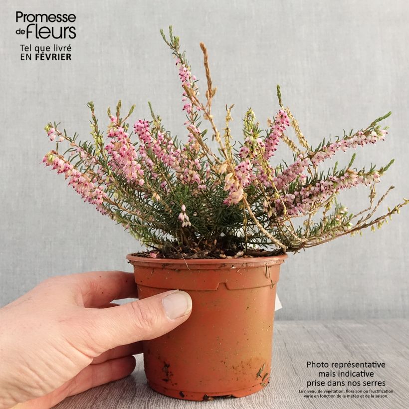 Erica darleyensis Ghost Hills - Winter Heath 1L/1.5L pot sample as delivered in winter
