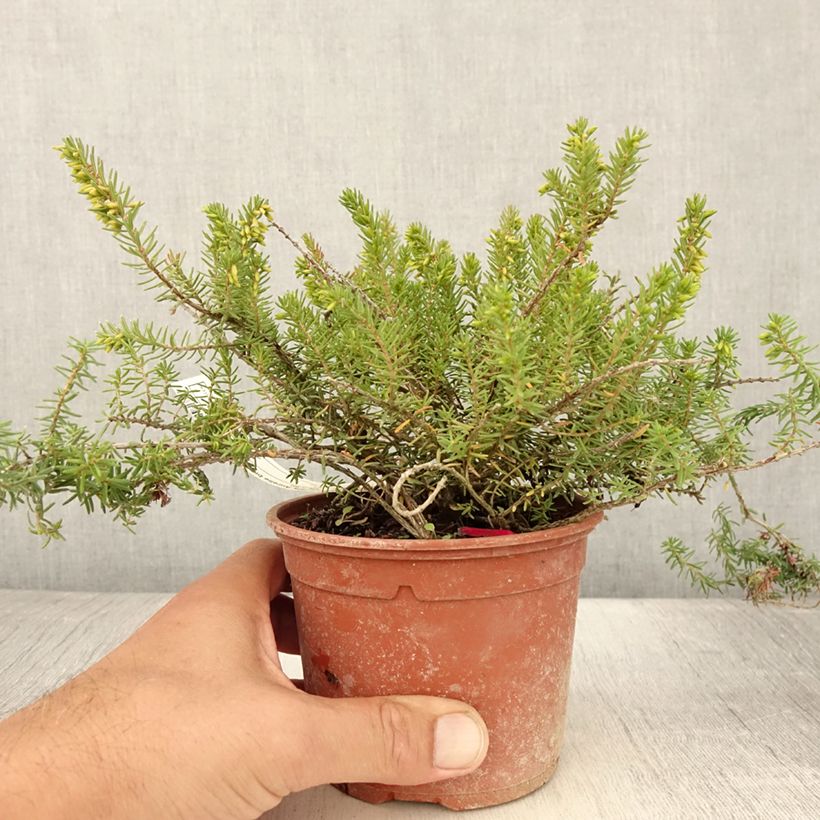 Erica x darleyensis Darley Dale - Winter Heath 1L/1.5L pot sample as delivered in summer