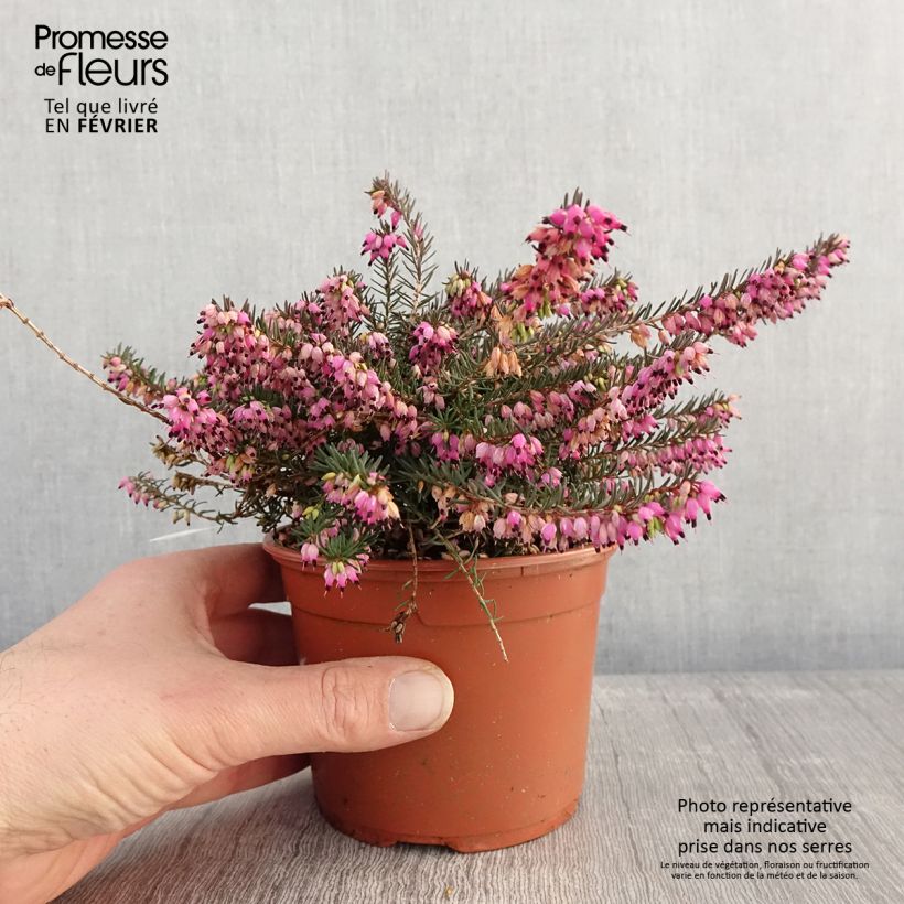 Erica darleyensis Kramers Rote - Winter Heath 1L/1.5L pot sample as delivered in winter