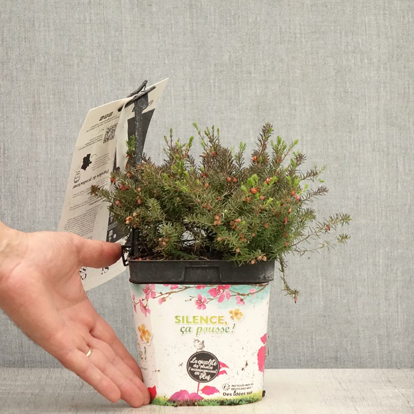 Erica darleyensis Kramers Rote - Winter Heath 2L/3L pot sample as delivered in summer