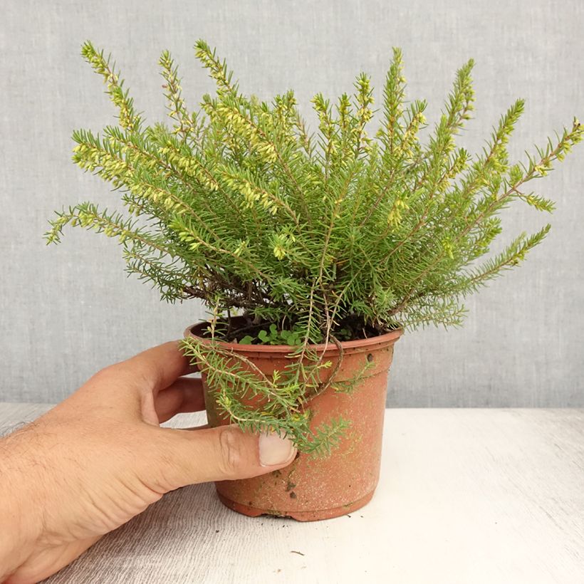 Erica darleyensis f.albiflora Silberschmelze - Winter Heath 8/9 cm pot sample as delivered in summer