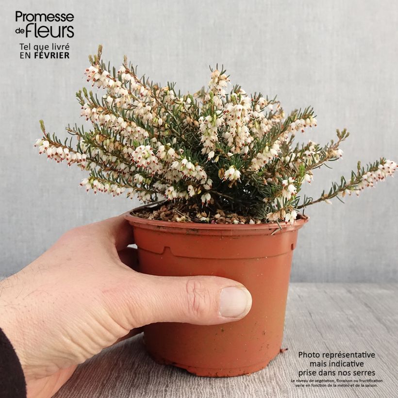 Erica darleyensis f.albiflora Silberschmelze - Winter Heath 2L/3L pot sample as delivered in winter