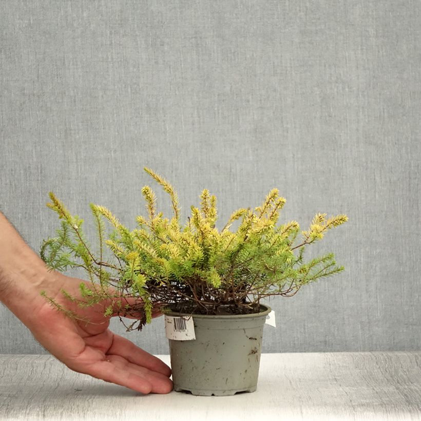 Erica darleyensis Stieneke - Winter Heath 12cm pot sample as delivered in summer