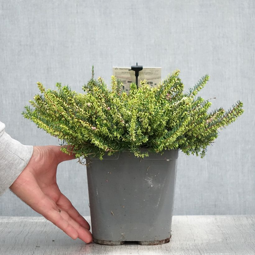 Erica darleyensis Trio - Winter Heath 3L/4L pot sample as delivered in summer