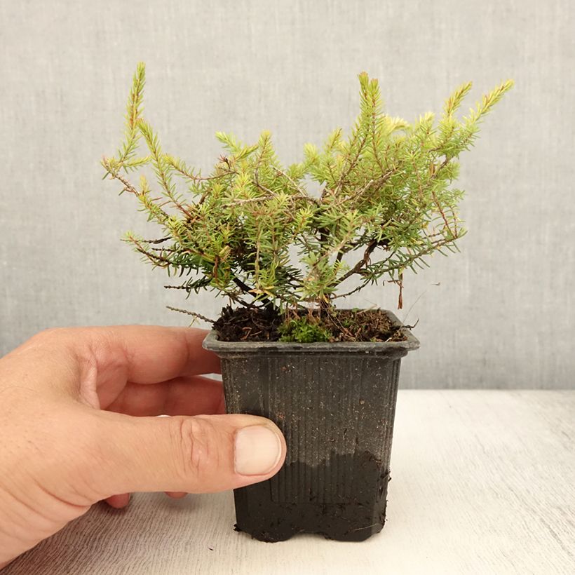 Erica darleyensis Winter Belles Tylou - Winter Heath 8/9 cm pot sample as delivered in summer