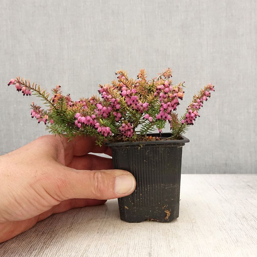 Erica darleyensis Winter Belles Tylou - Winter Heath 8/9 cm pot sample as delivered in spring