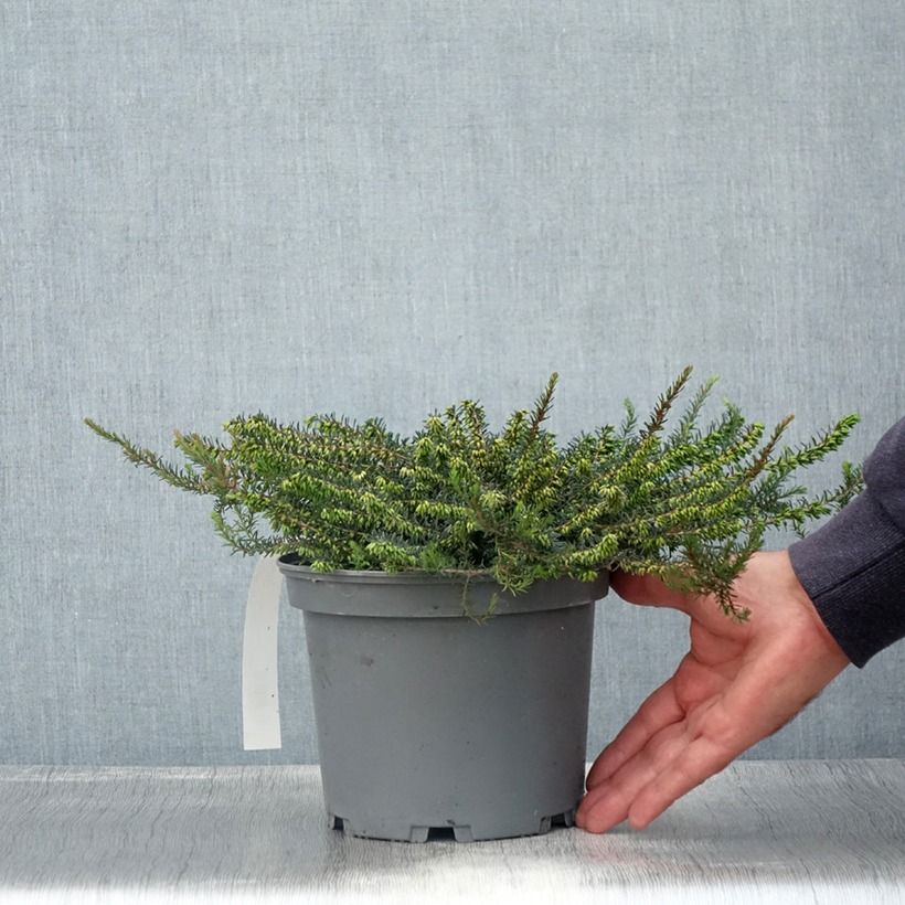 Darley Heath - Erica darleyensis Furzey 2L/3L pot sample as delivered in summer