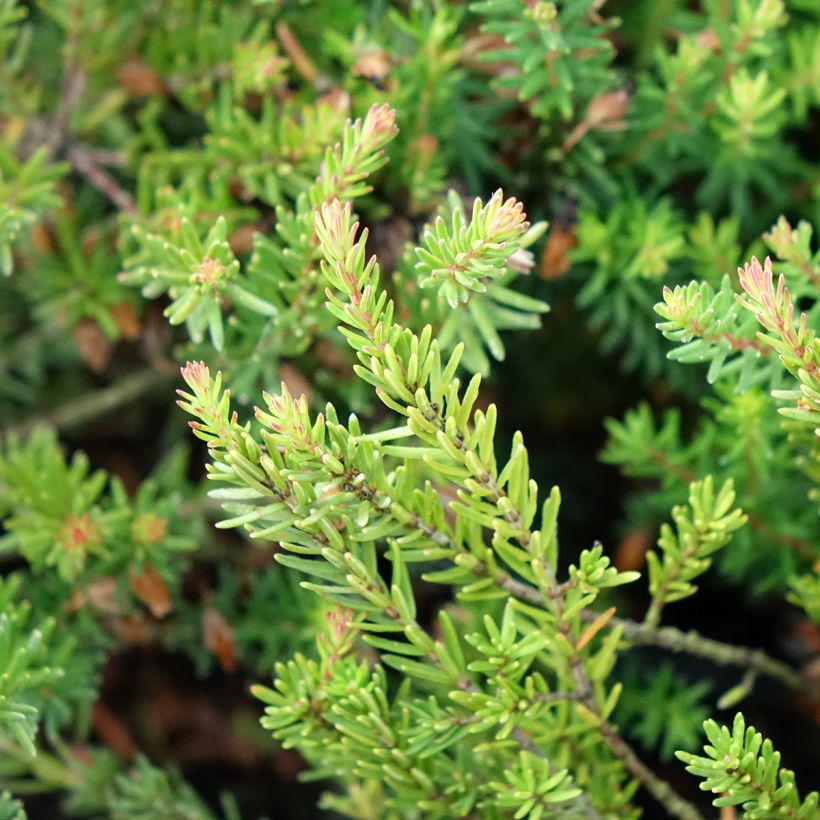 Erica carnea Ruby Glow - Winter Heath (Foliage)