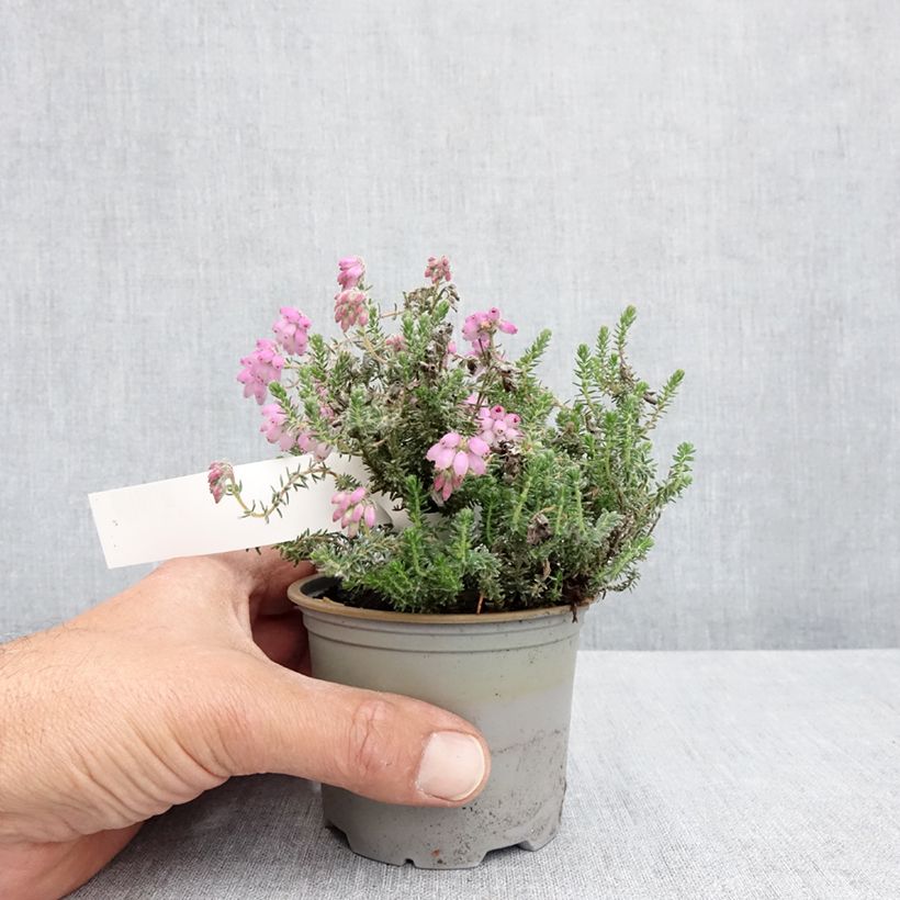 Erica tetralix Tina 12cm pot sample as delivered in spring
