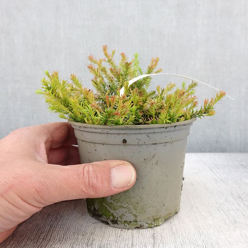 Erica carnea f. aureifolia Foxhollow - Winter Heath sample as delivered in spring