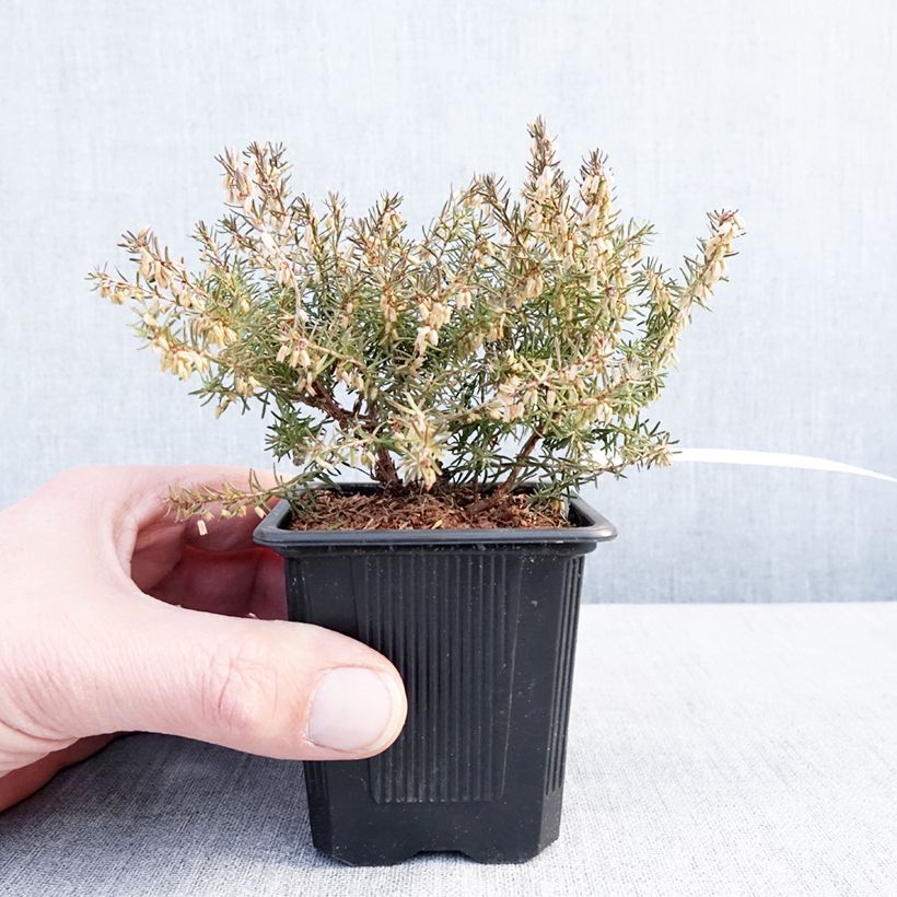 Snow heather - Erica carnea Jenny Porter 8/9 cm pot sample as delivered in winter