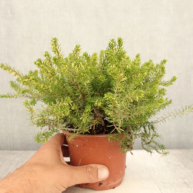 Snow heather - Erica carnea Jenny Porter 1L/1.5L pot sample as delivered in summer