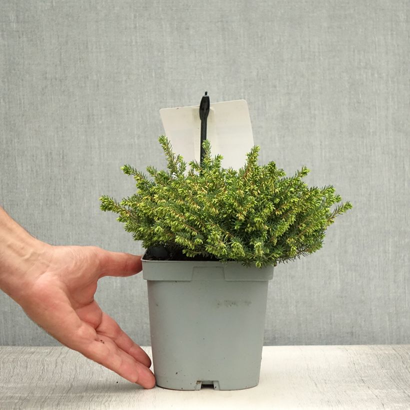Snow heather - Erica carnea Jenny Porter 2L/3L pot sample as delivered in summer