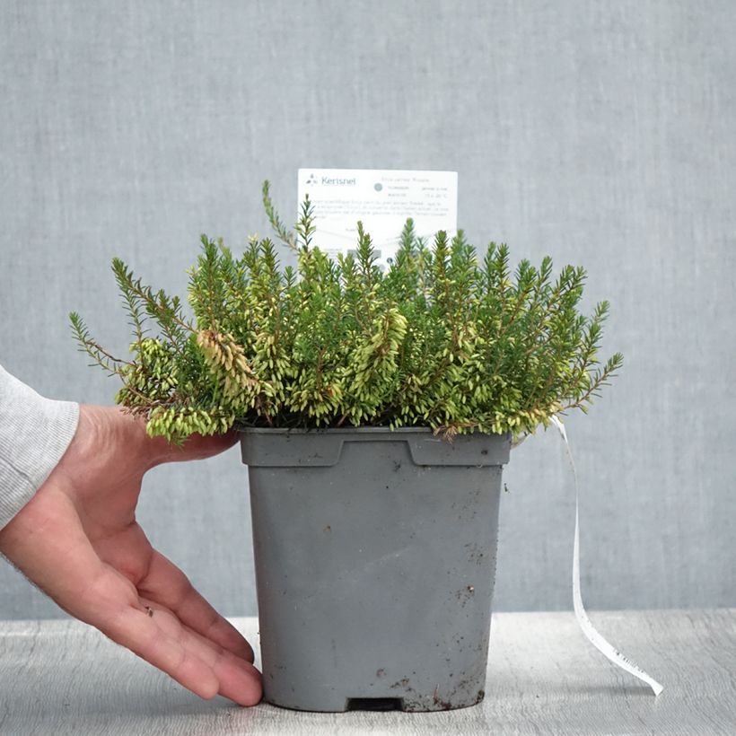 Erica carnea Rosalie - Winter Heath 2L/3L pot sample as delivered in summer
