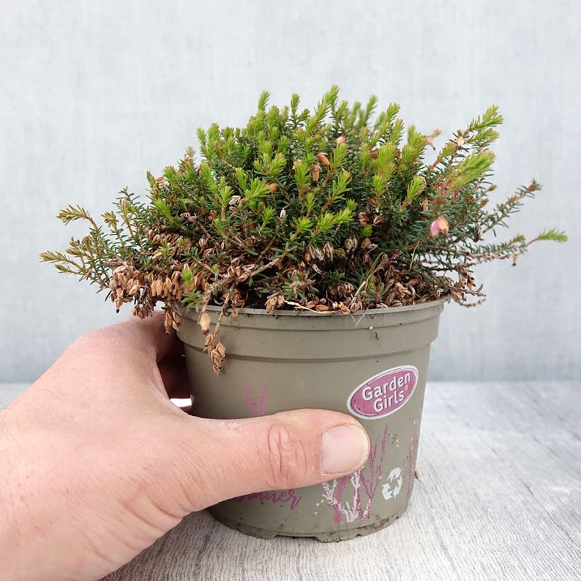 Erica carnea Winterfreude - Winter Heath 1L/1.5L pot sample as delivered in spring