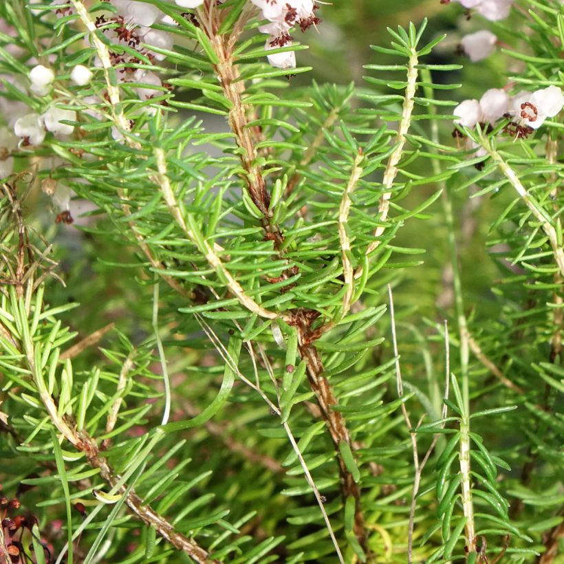 Erica vagans Mrs D.F. Maxwell - Cornish Heath (Foliage)