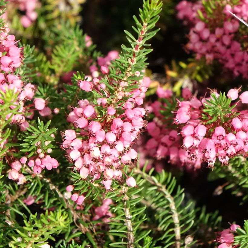 Erica vagans Mrs D.F. Maxwell - Cornish Heath (Flowering)
