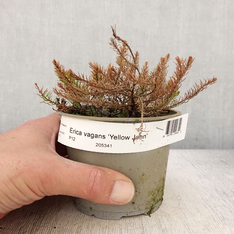 Erica vagans f. aureifolia Yellow John - Heath sample as delivered in spring