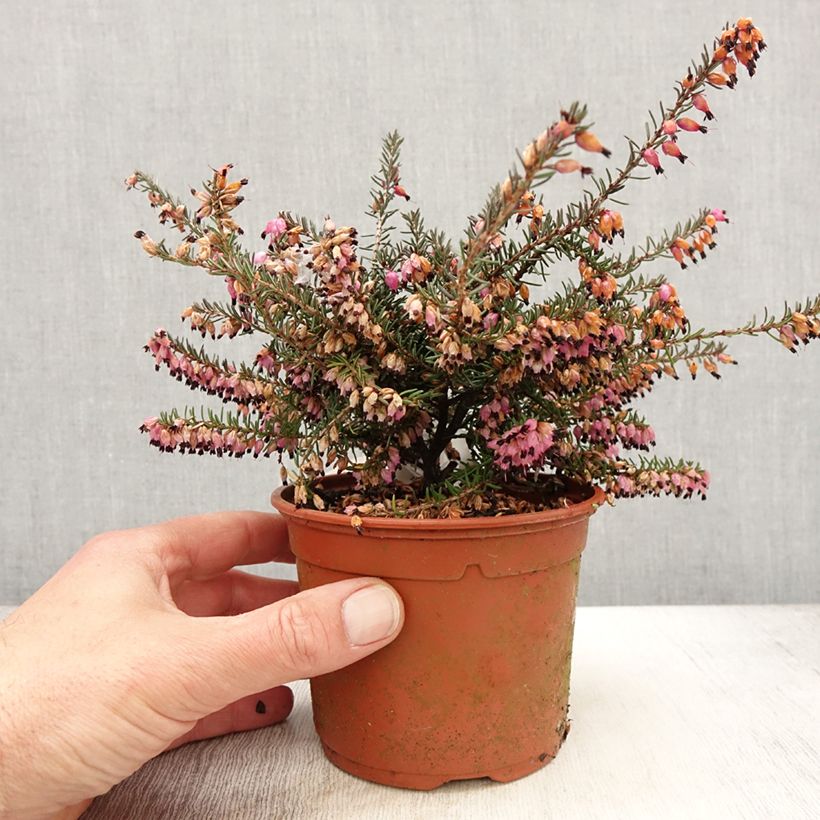 Erica darleyensis Winter Belles Lucie - Winter Heath sample as delivered in spring