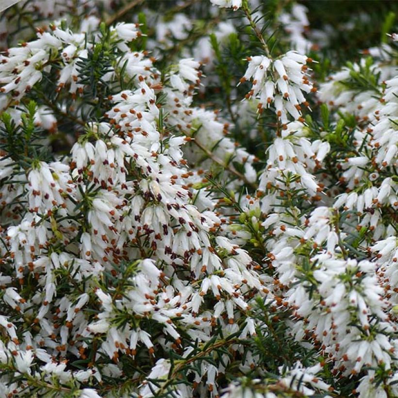 Erica carnea Springwood White - Winter Heath (Flowering)