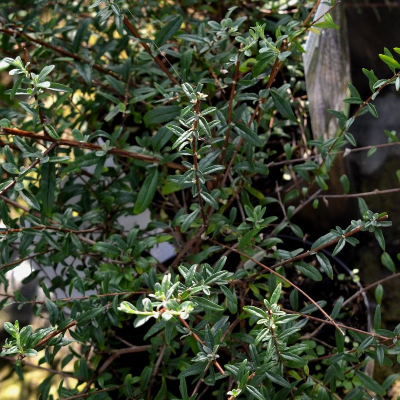 Buddleja alternifolia - Butterfly Bush (Foliage)