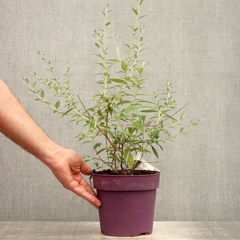 Buddleja alternifolia - Butterfly Bush 3L/4L pot sample as delivered in summer