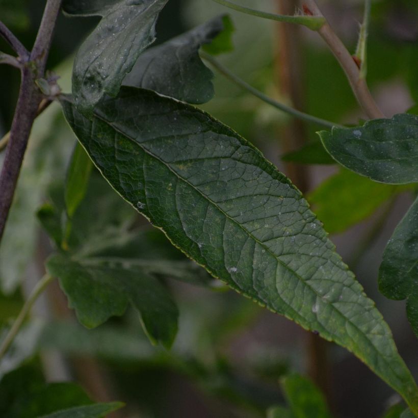 Buddleia davidii Adonis Blue - Butterfly Bush (Foliage)