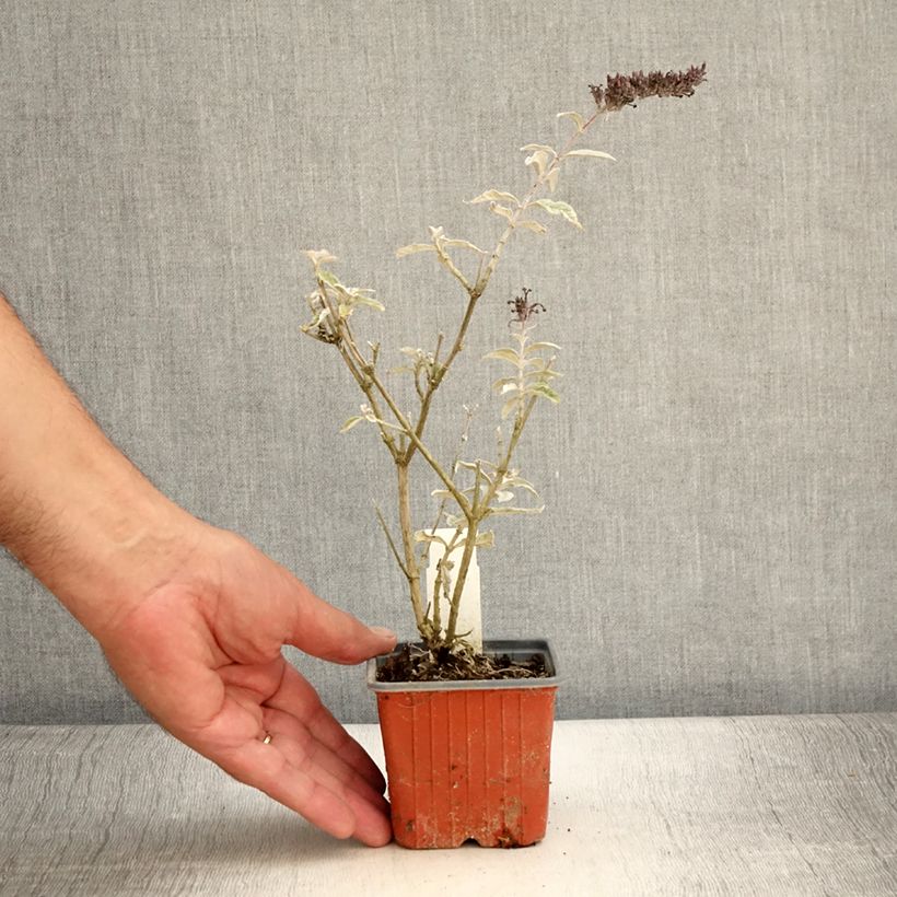 Buddleia davidii Adonis Blue - Butterfly Bush 8/9 cm pot sample as delivered in summer