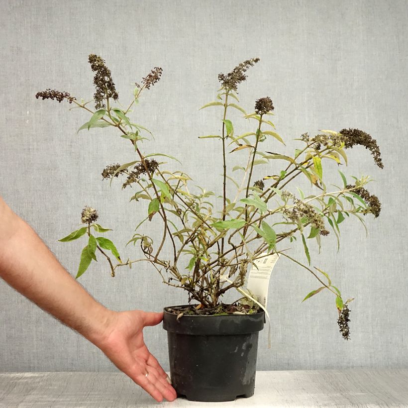 Buddleia davidii Adonis Blue - Butterfly Bush 3L/4L pot sample as delivered in summer
