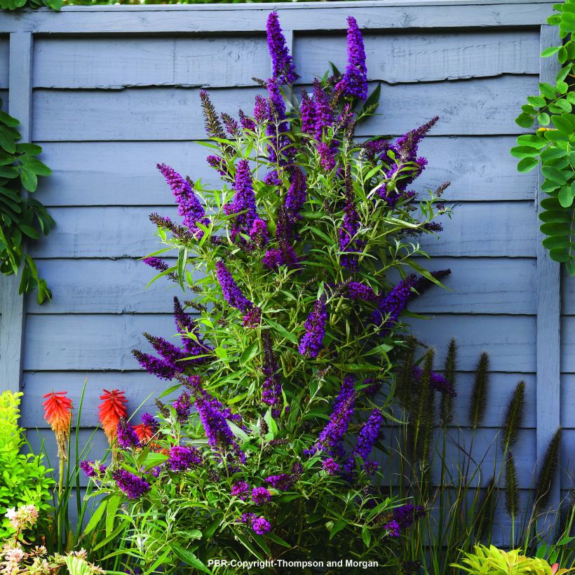 Buddleja davidii Butterfly Tower - Butterfly Bush (Plant habit)