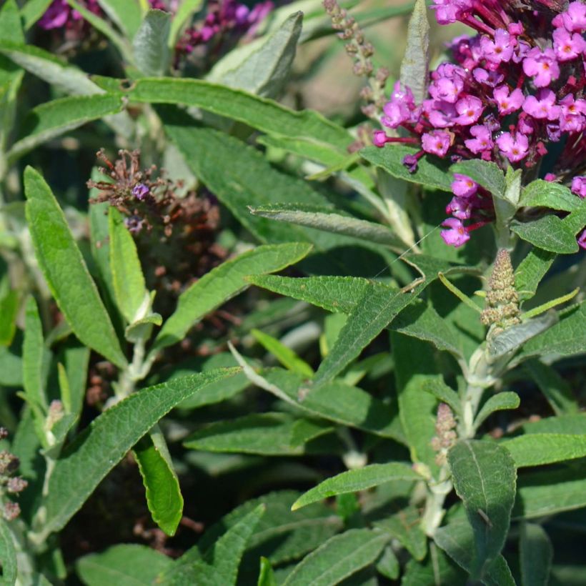 Buddleja davidii Butterfly Tower - Butterfly Bush (Foliage)