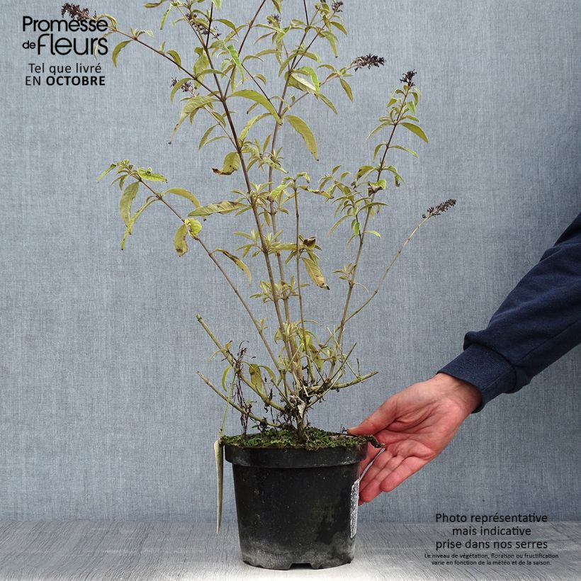 Buddleja davidii Harlequin - Butterfly Bush 2L/3L pot sample as delivered in autumn