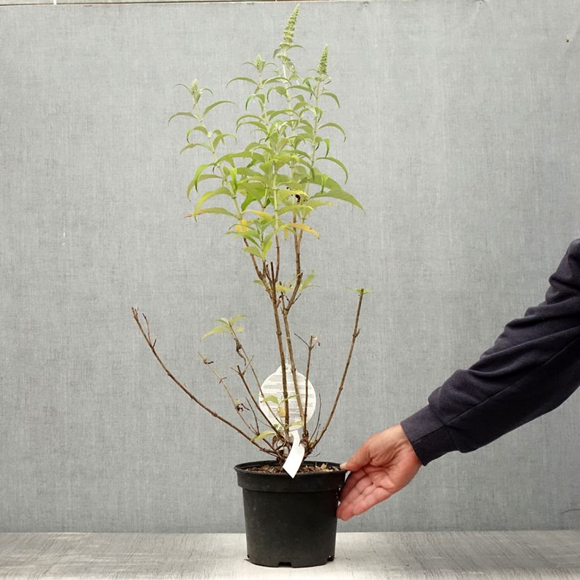 Buddleja davidii Marbled White Markeep - Butterfly Bush 2L/3L pot sample as delivered in summer