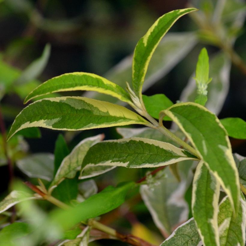 Buddleia davidii Masquerade - Butterfly Bush (Foliage)