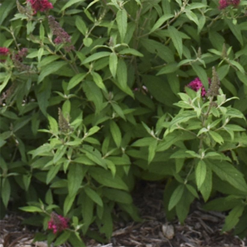 Buddleia davidii Prince Charming MONARCH - Butterfly Bush (Foliage)