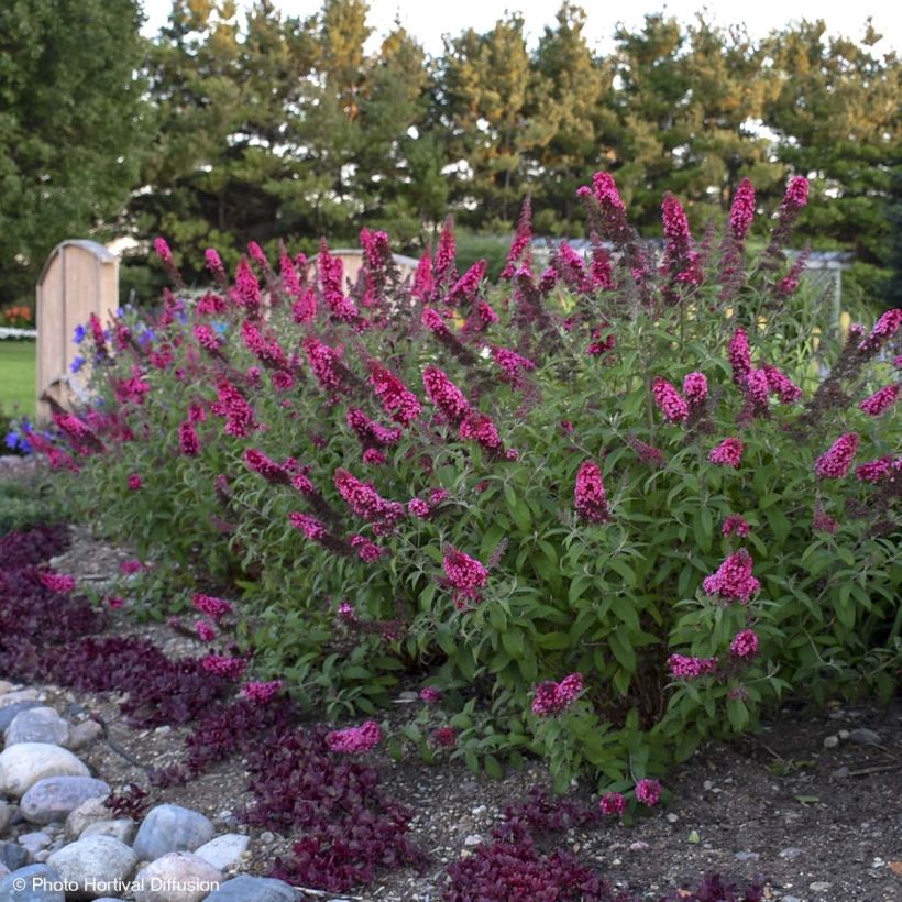 Buddleia davidii Prince Charming MONARCH - Butterfly Bush (Plant habit)