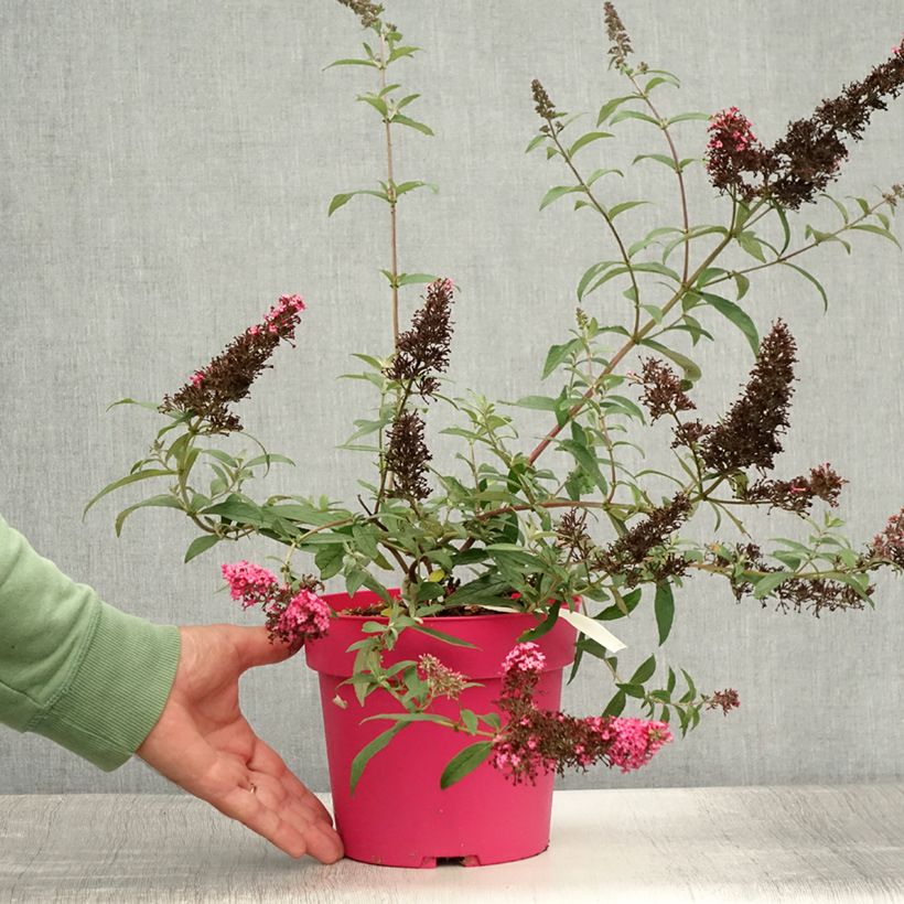 Buddleia davidii Prince Charming MONARCH - Butterfly Bush 2L/3L pot sample as delivered in summer