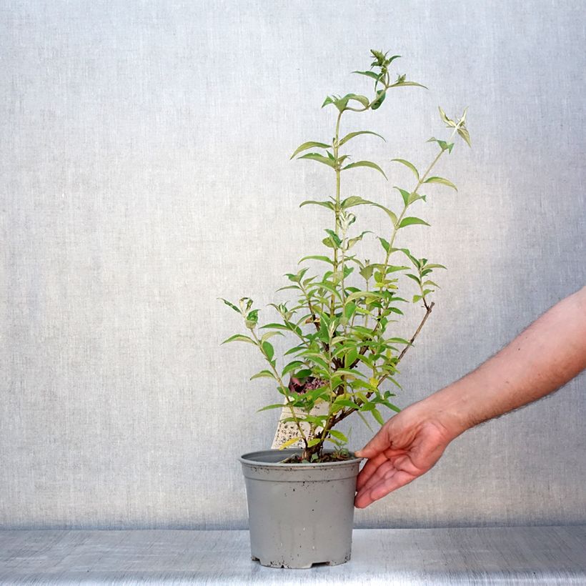 Buddleja davidii Rêve de Papillon Pink - Butterfly Bush 2L/3L pot sample as delivered in summer