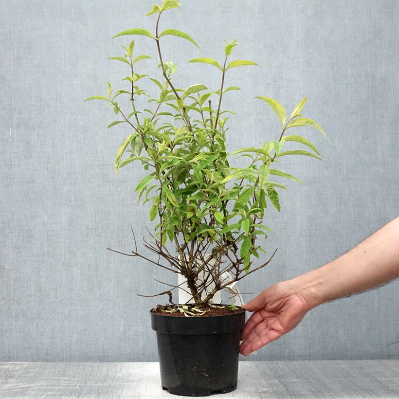 Buddleja davidii Santana - Butterfly Bush 2L/3L pot sample as delivered in summer