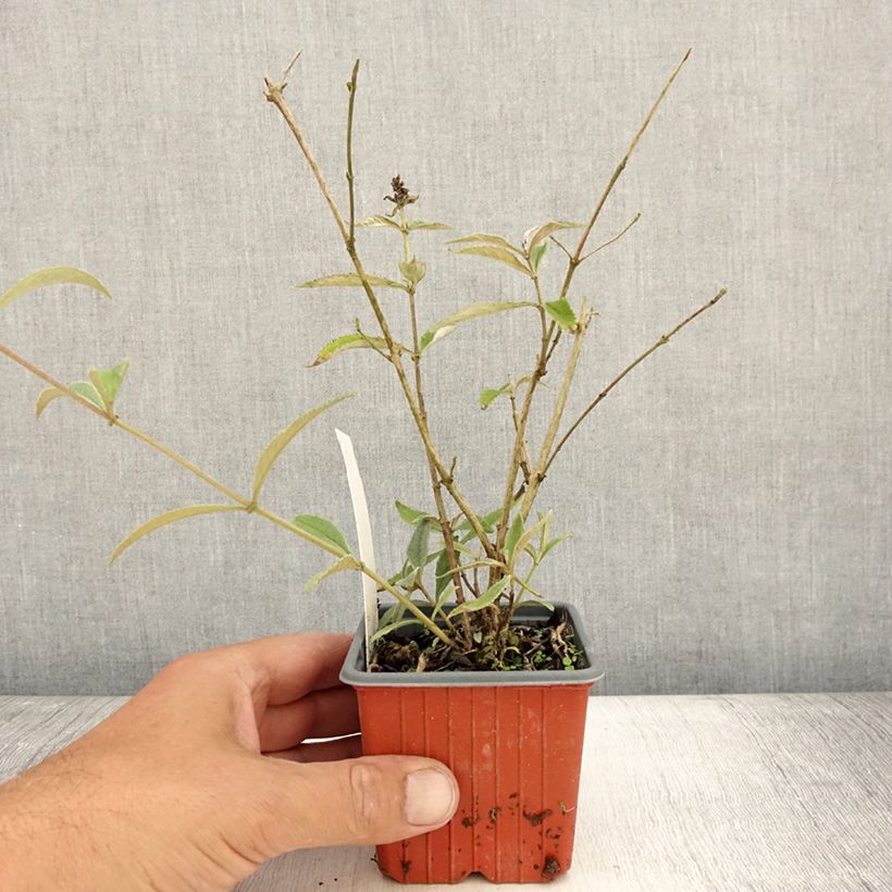 Buddleja davidii Sophie - Butterfly Bush 8/9 cm pot sample as delivered in summer