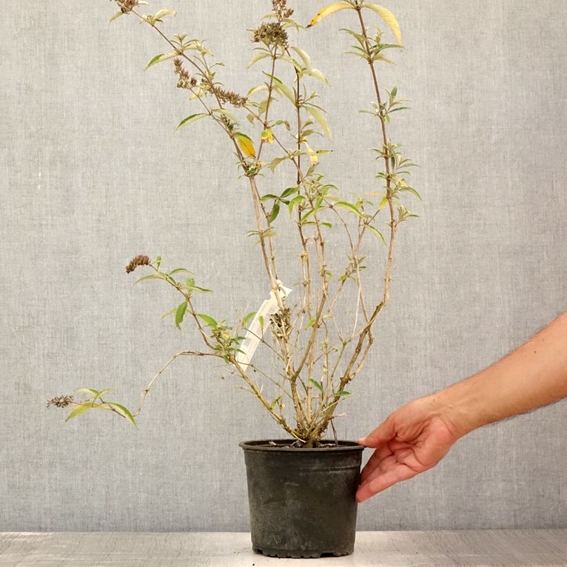 Buddleja davidii Sophie - Butterfly Bush 2L/3L pot sample as delivered in summer