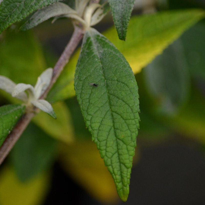 Buddleia davidii Summer Beauty - Butterfly Bush (Foliage)