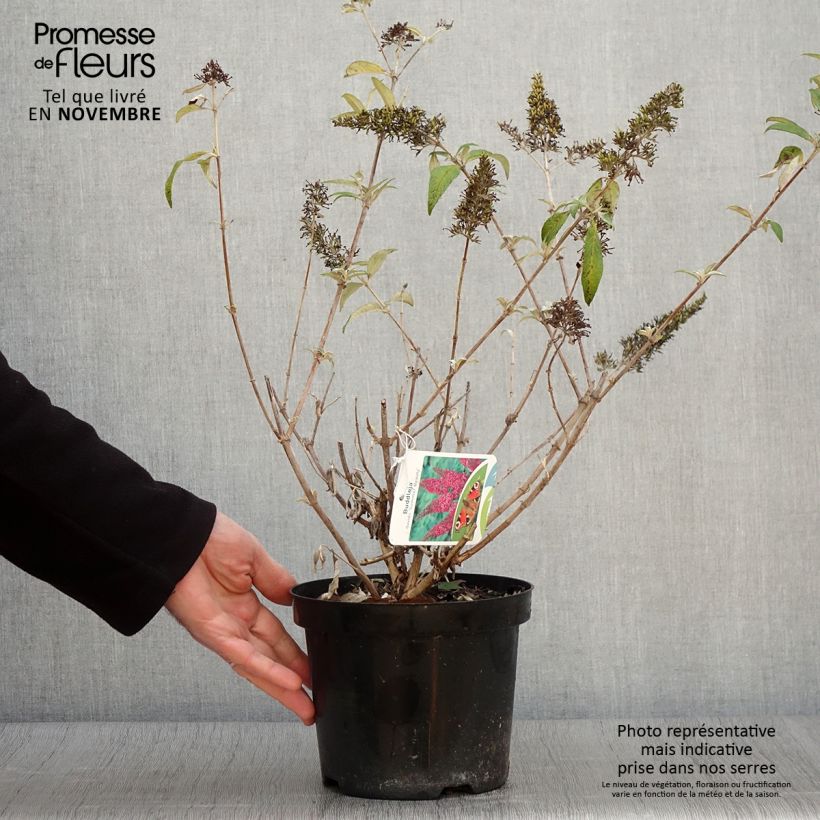 Buddleia davidii Summer Beauty - Butterfly Bush 2L/3L pot sample as delivered in autumn